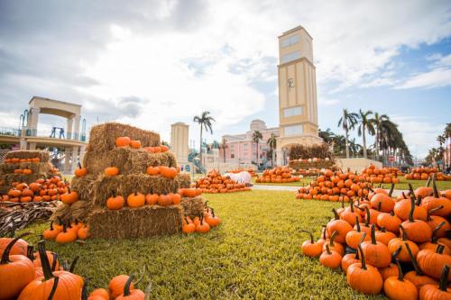 Pumpkin Patch (2)